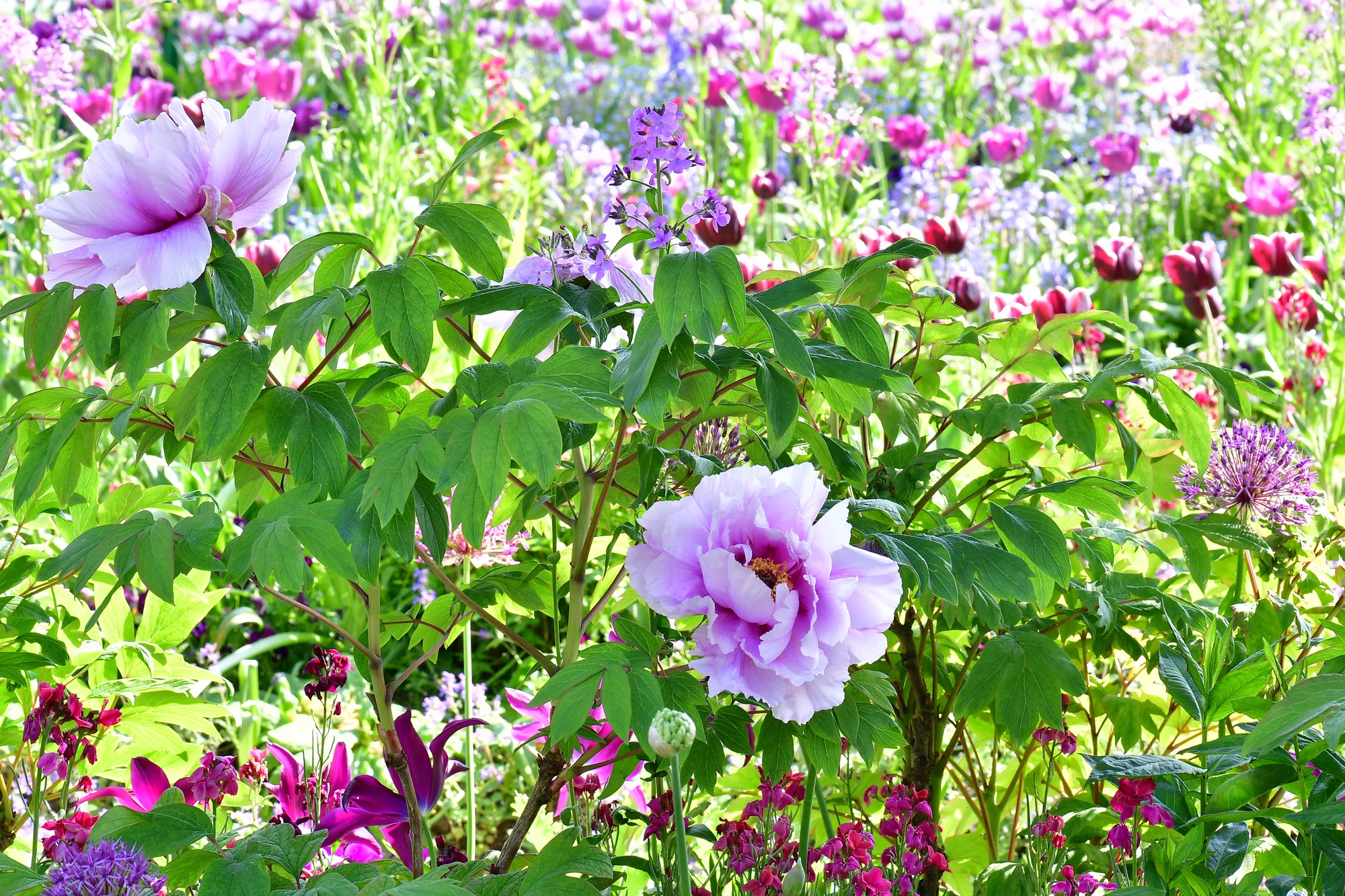 Jardin de Claude Monet · 2023