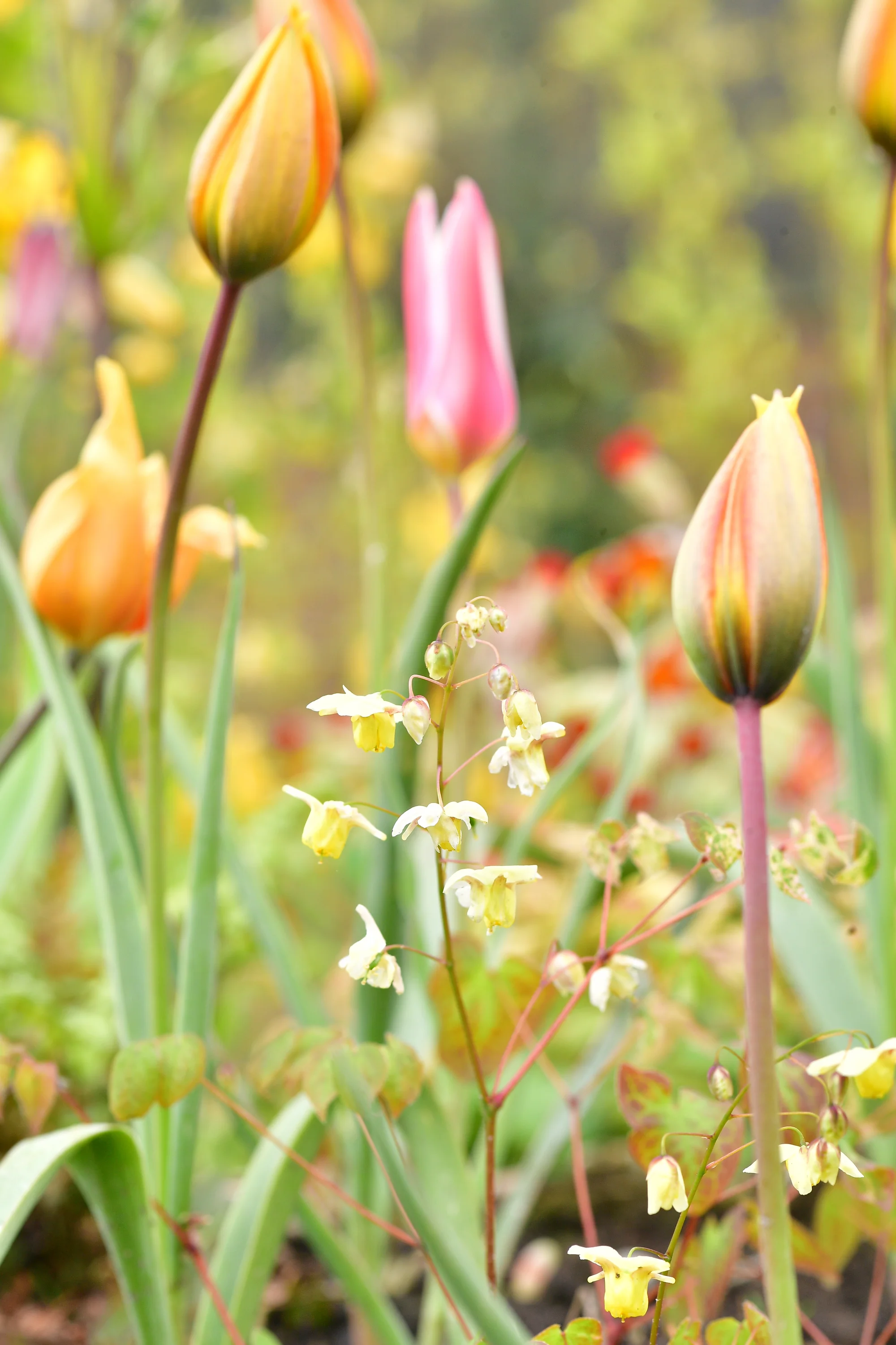 Lente